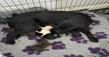 Labrador Retriever dogs - Advert 16