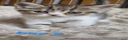 Exotic cats for sale: 4 beautiful exotic x kittens - Advert 13
