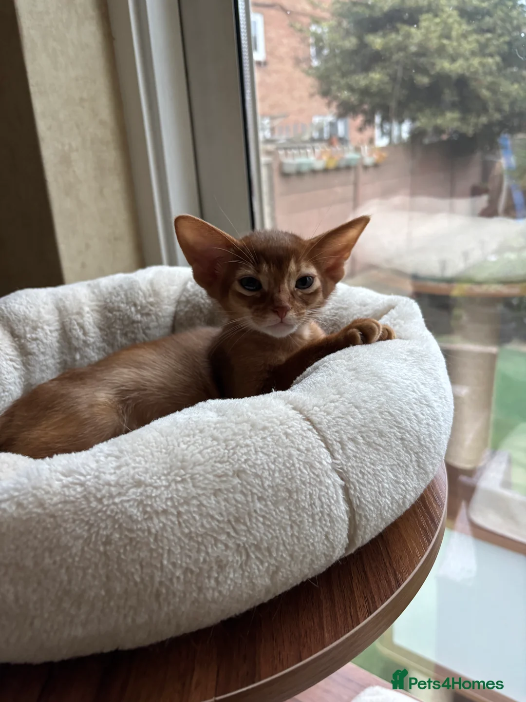 Abyssinian cats for sale: Two Abyssinian kittens !!! - Advert 11