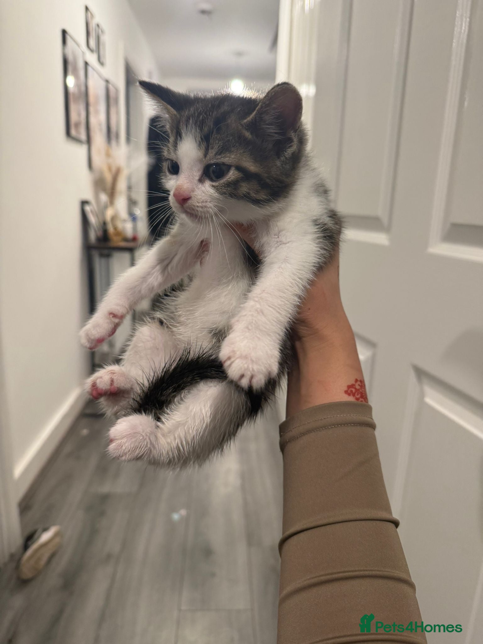 Norwegian Forest Cat cats Kitten for sale - Advert 13