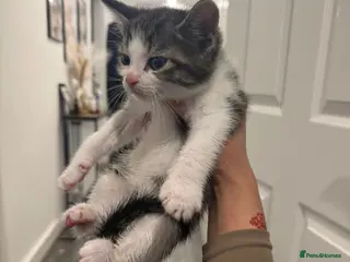 Norwegian Forest Cat cats Kitten for sale - Advert 13