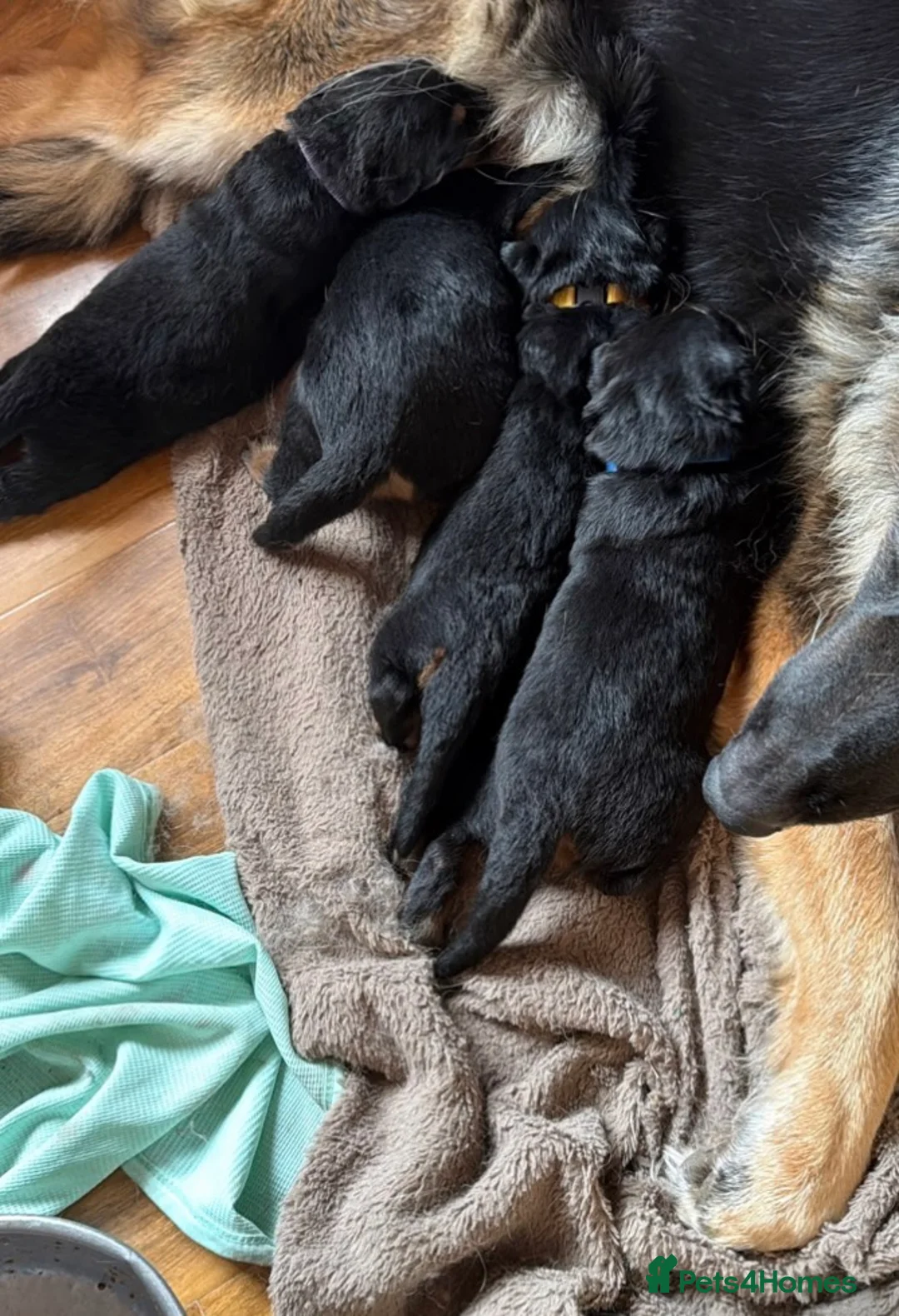Mixed Breed dogs for sale: Rotti x gsd pups - Advert 2