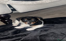 Jack Russell dogs for sale: Jack Russell bitch - Image 1