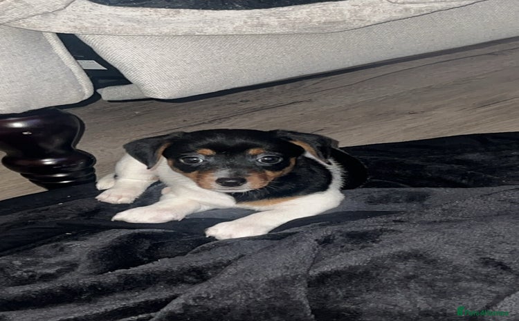 Jack Russell dogs - Advert 1