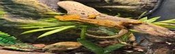 Gecko reptiles for sale: Crested Gecko in Melksham - Advert 4