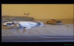 English Spot rabbits for sale: Looking to sell my two rabbits - Image 1