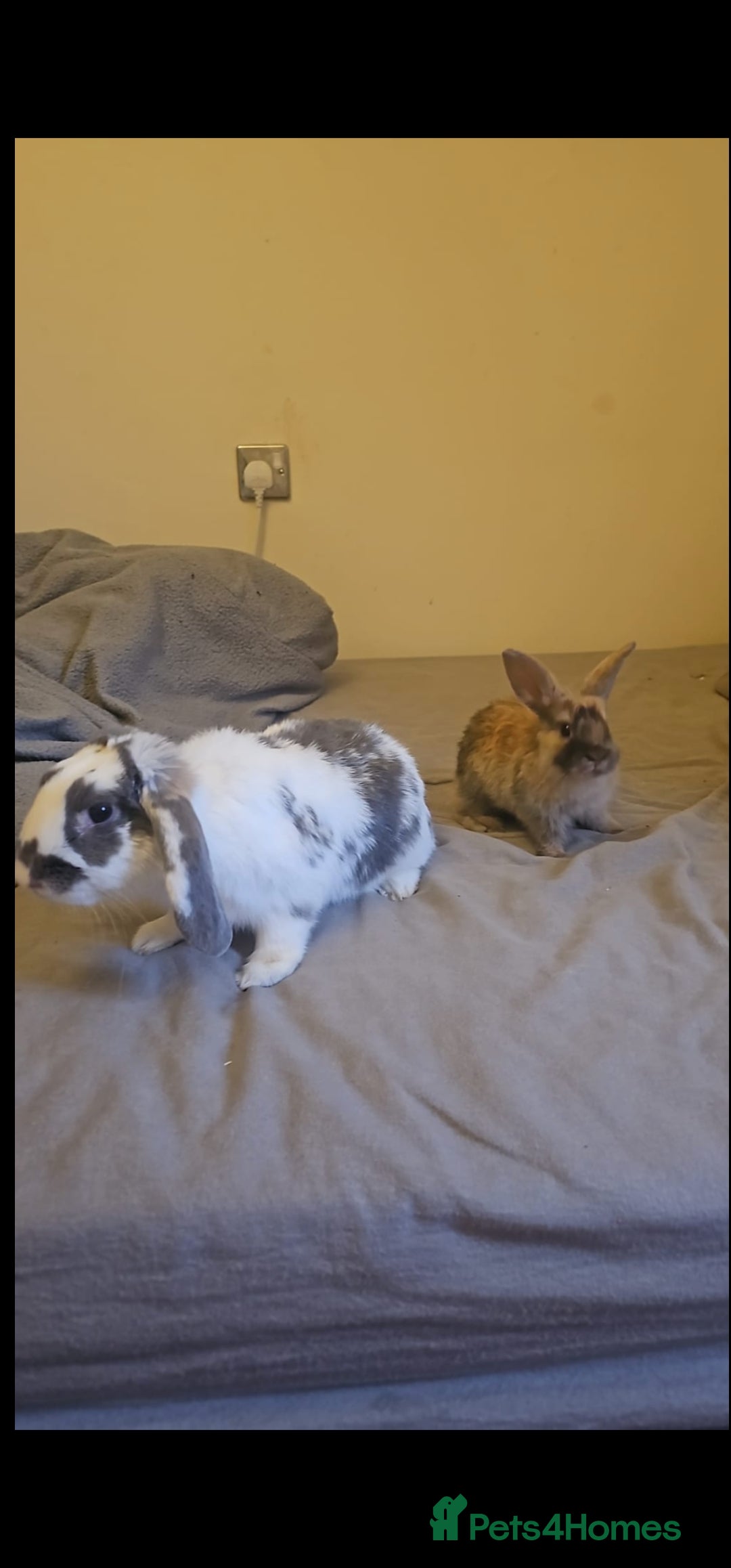 English Spot rabbits for sale: Looking to sell my two rabbits - Image 1