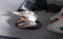 Maine Coon cats for sale: Maine coon x sphynx kittens - Image 11