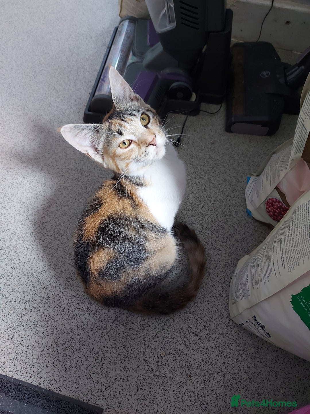 Maine Coon cats for sale: Maine coon x sphynx kittens - Image 11