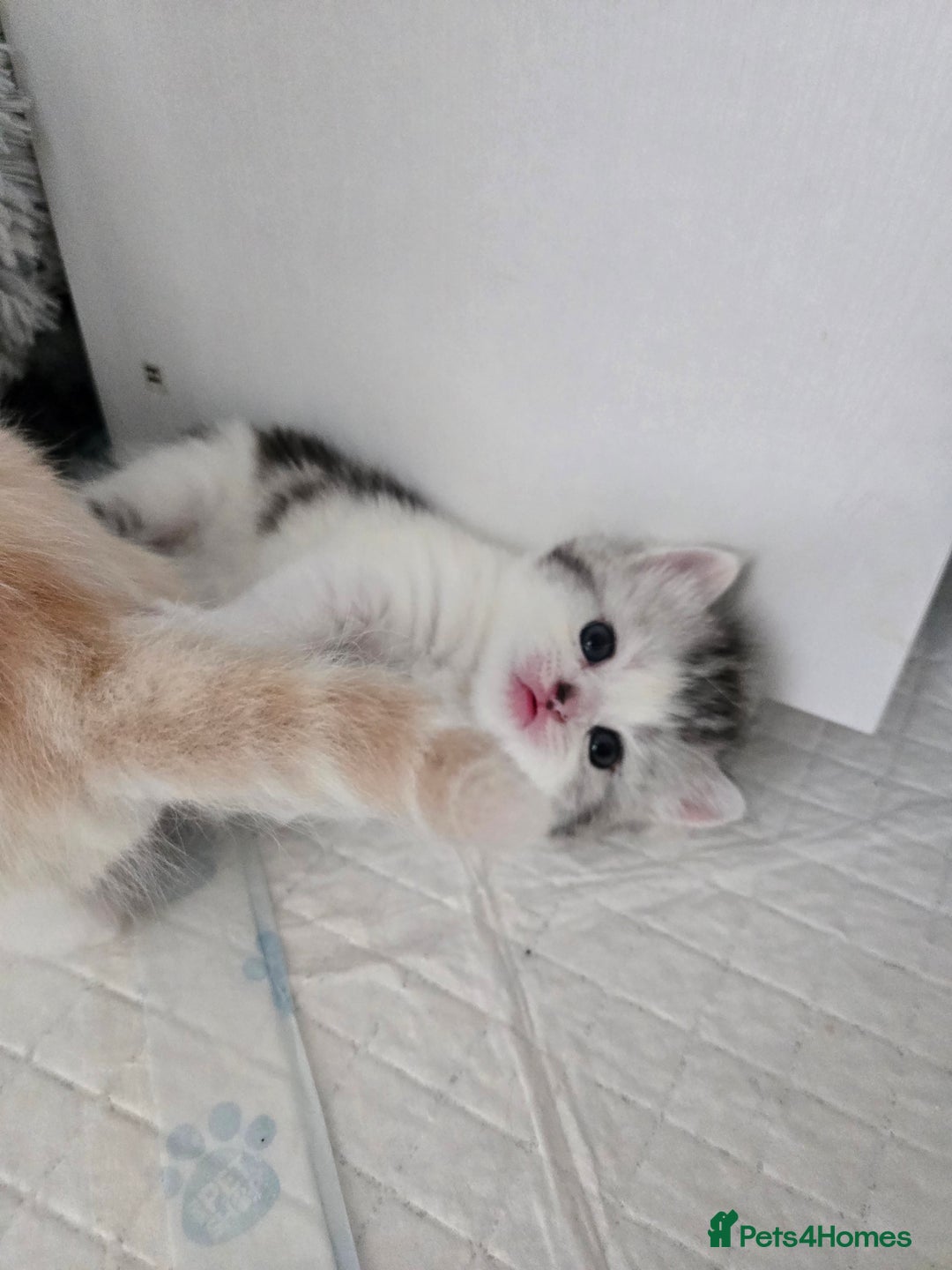 Perdoll cats for sale: Persian x ragdoll - Image 9