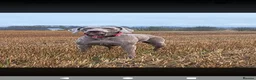Mixed Breed dogs for sale: Labmaraners  in Kirriemuir - Advert 8