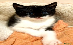 Mixed Breed cats for sale: Adorable trio of kittens  - Image 20