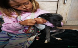 Whippet dogs for sale: Stunning quality blue whippets  - Image 10