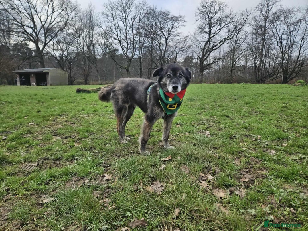 Mixed Breed dogs for adoption: Freya for adoption - Advert 4