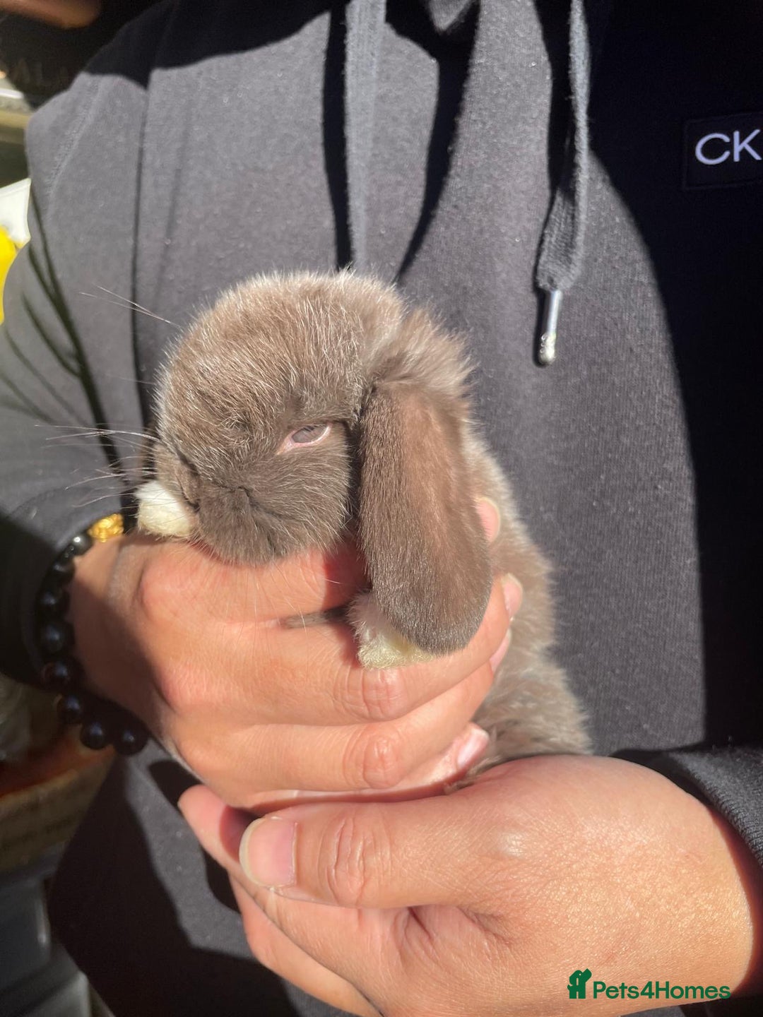 Mini Lop rabbits for sale: Healthy lovely bunny  - Image 8