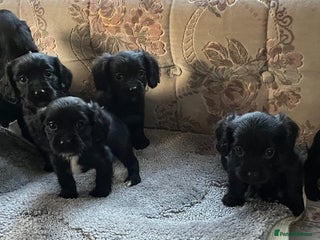 Cocker Spaniel dogs for sale - Advert 1