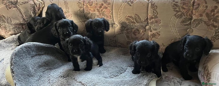 Cocker Spaniel dogs - Advert 1