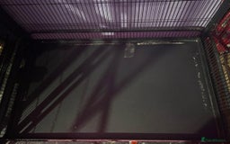 Rat rodents for sale: Pet planet cage only no animals  - Image 5