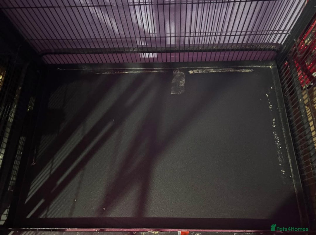Rat rodents for sale: Pet planet cage only no animals  - Image 5