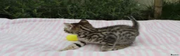 Savannah cats for sale: Highly Spotted F7 Savannah kittens - Advert 6