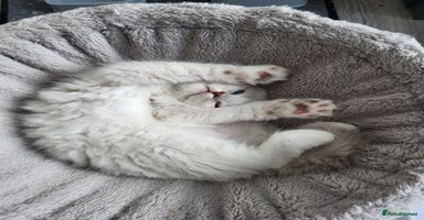 Ragdoll cats - Advert 6