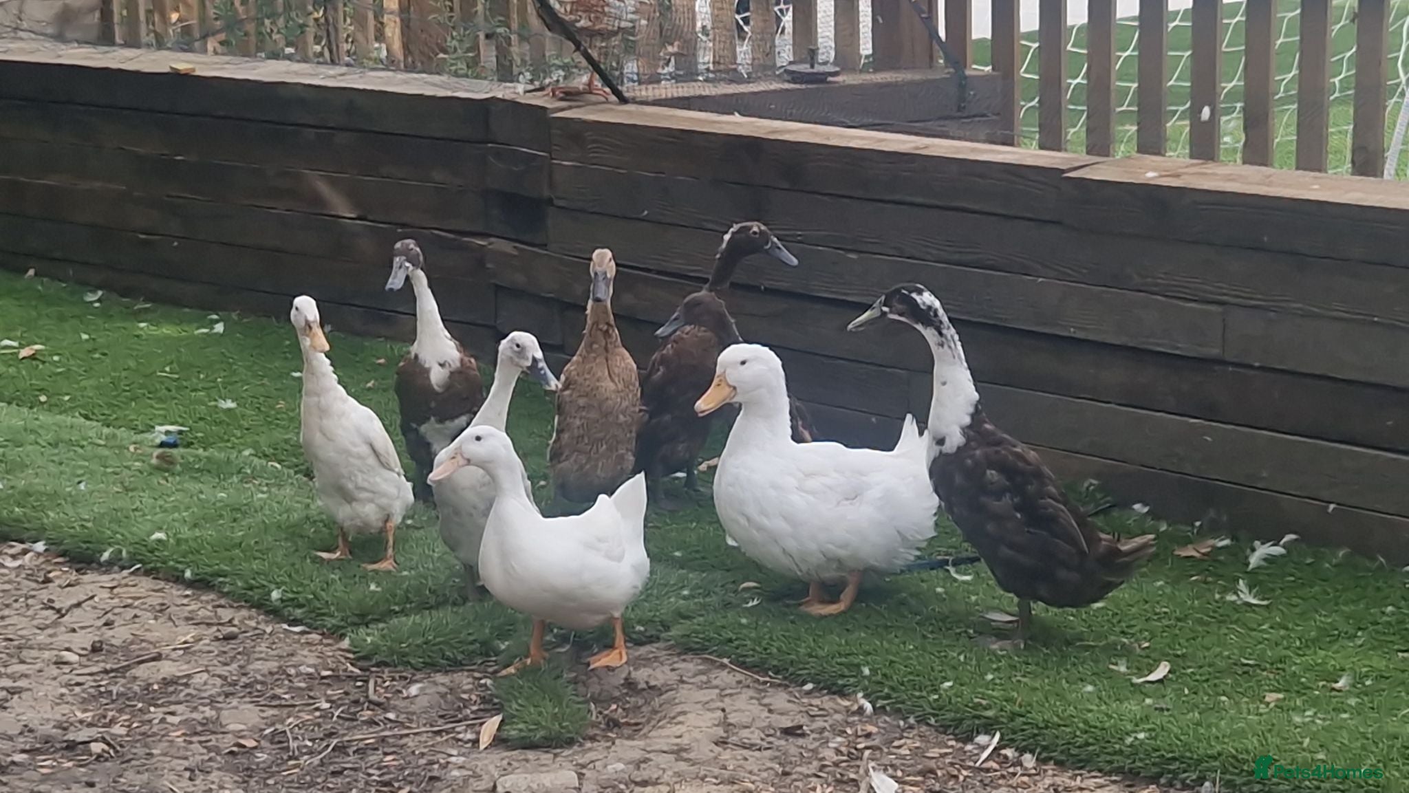 Ducks poultry Runner/Pekin Ducks - Advert 1