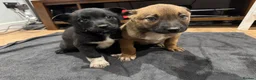 Mixed Breed dogs for sale: READY NOW Border Collie x Belgian Malinois Pups - Advert 6