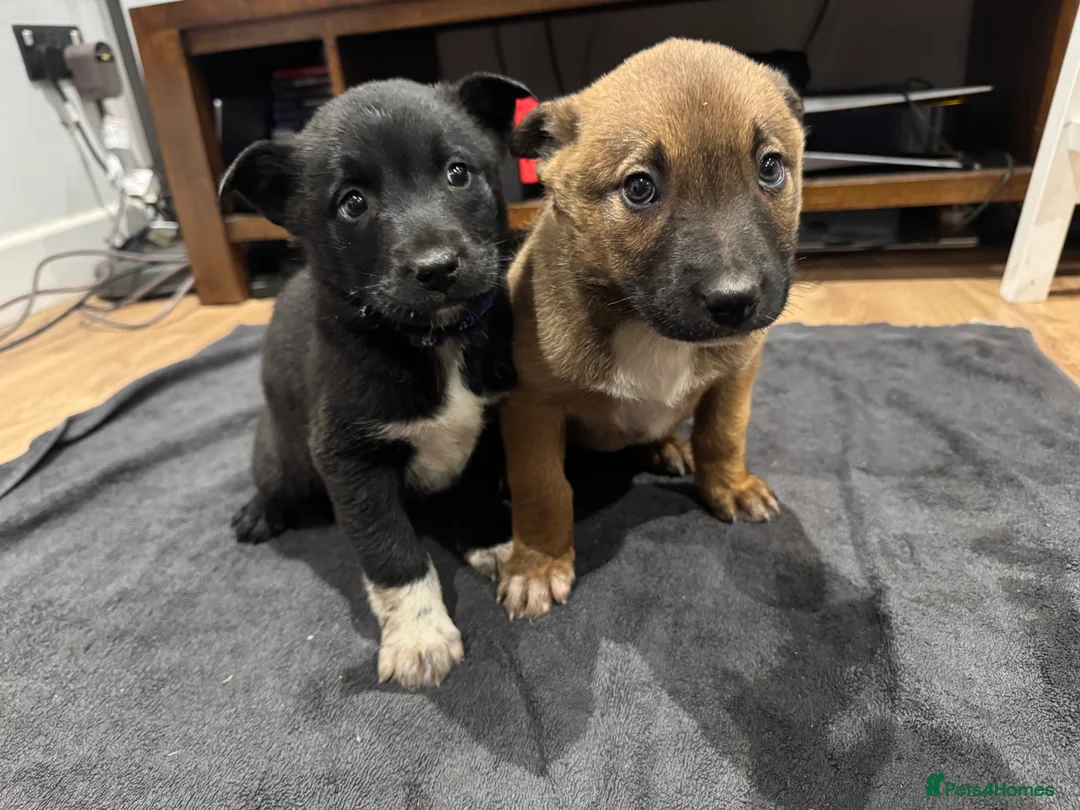 Mixed Breed dogs for sale: READY NOW Border Collie x Belgian Malinois Pups - Advert 6