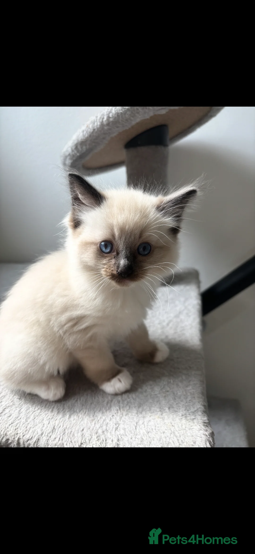 Ragdoll cats for sale: 1 Blue Mitted Ragdoll in Aberdeen - Advert 2