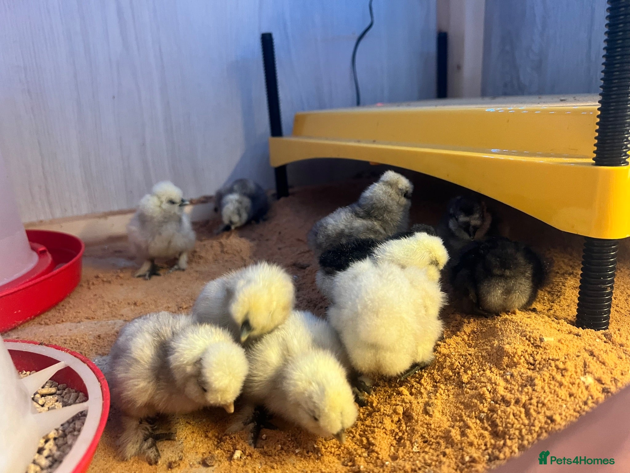 Chickens poultry Silkie chicks for sale  - Advert 14