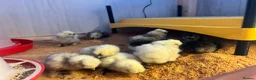 Chickens poultry for sale: Silkie chicks for sale  - Advert 1