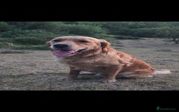 Golden Retriever dogs for stud: KC Health tested Working Golden Retriever Stud  - Image 4