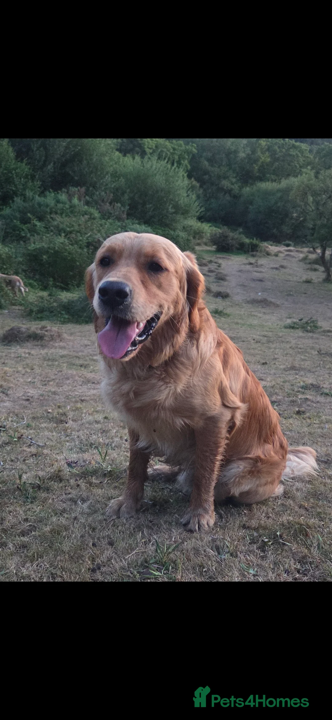 Golden Retriever dogs for stud: KC Health tested Working Golden Retriever Stud  - Advert 4