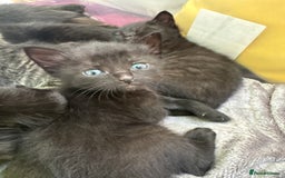 Mixed Breed cats for sale: Beautiful kittens 🐈‍⬛  - Image 18