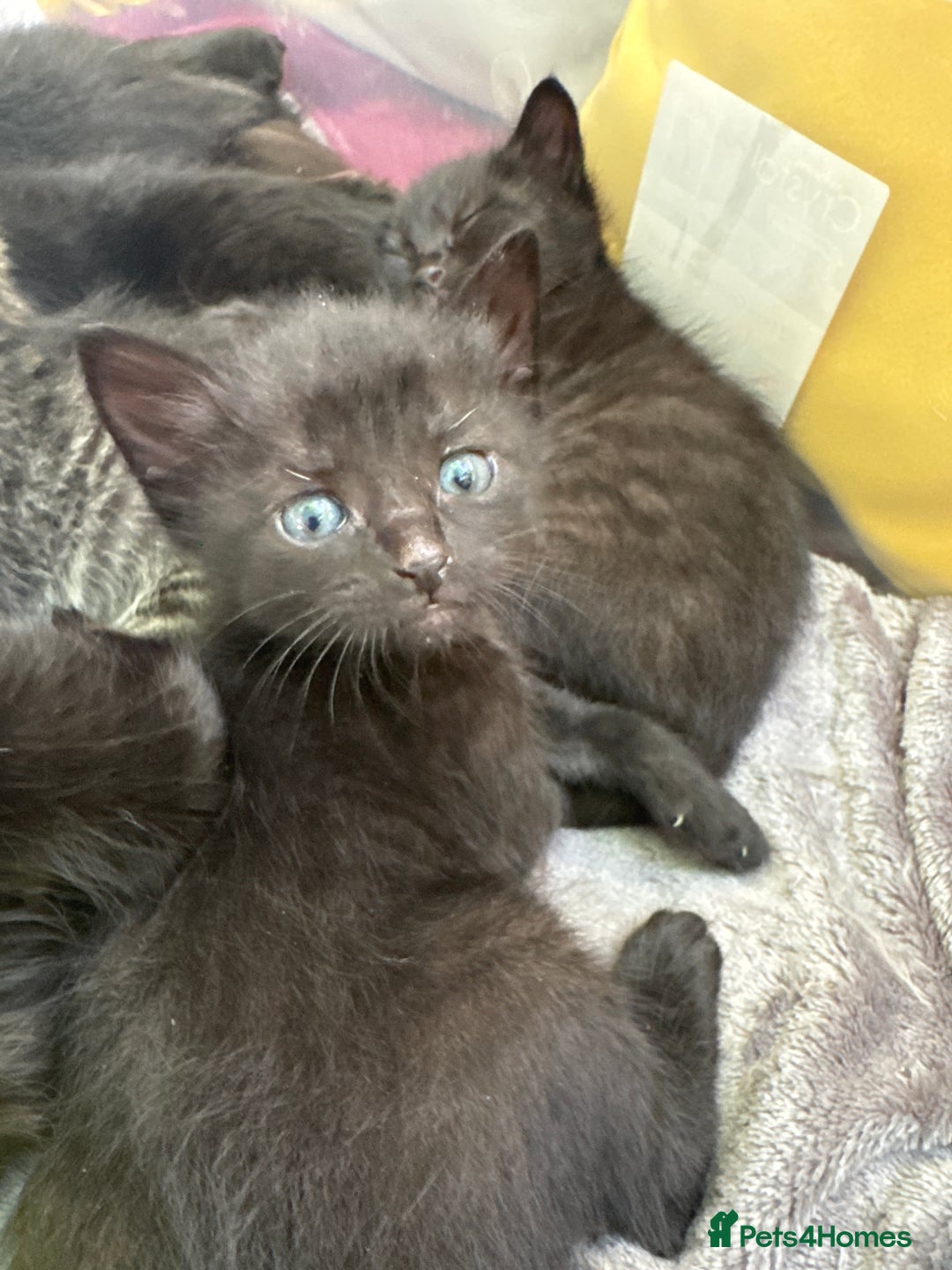 Mixed Breed cats for sale: Beautiful kittens 🐈‍⬛  - Image 18