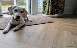 Beagle dogs for sale: Lenny the Lemon Beagle  - Image 1