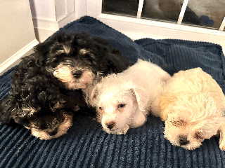 Mixed Breed dogs Maltese cross yorkshire cross shih tzu for sale - Advert 1