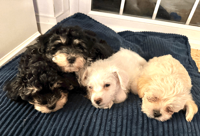 Mixed Breed dogs Maltese cross yorkshire cross shih tzu for sale - Advert 3