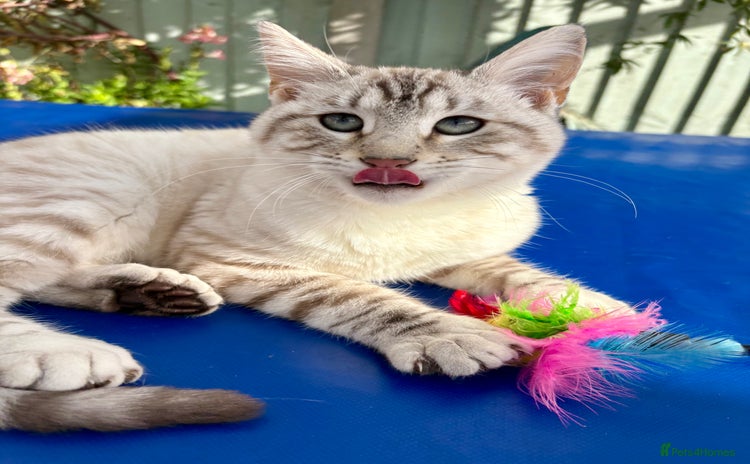 Keetso cats Gorgeous keetso female  - Advert 2