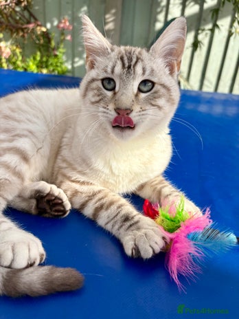 Keetso cats Gorgeous keetso female - Advert 2