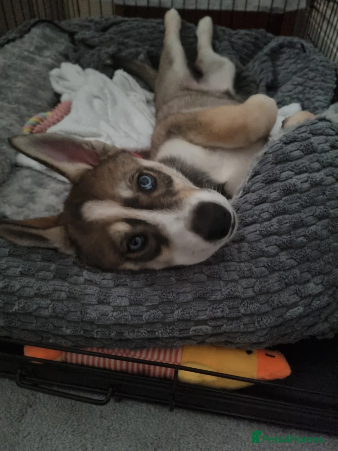 Siberian Husky dogs for sale: Rare Grey Agouti siberian husky  💖 fully insured - Advert 7