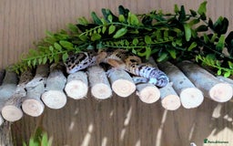 Leopard Gecko reptiles for sale: Leopard gecko and full setup for sale - Image 3
