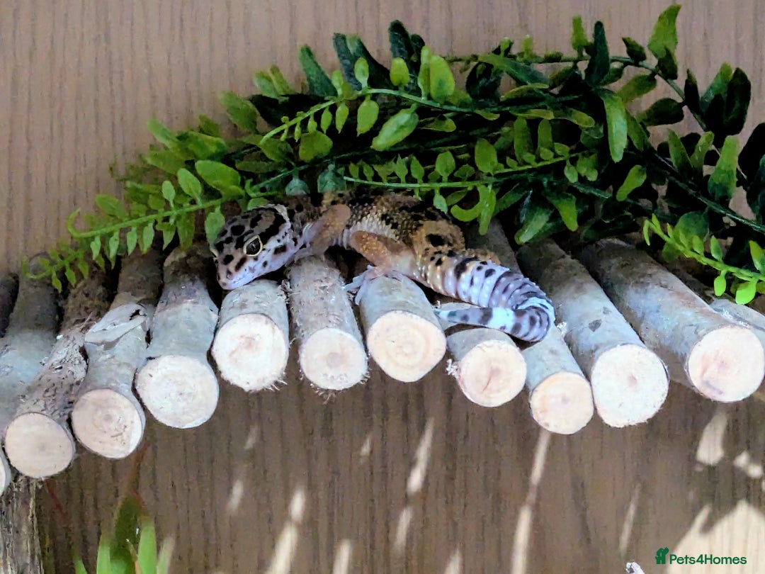 Leopard Gecko reptiles for sale: Leopard gecko and full setup for sale - Image 3