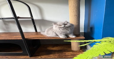 British Longhair cats - Advert 3