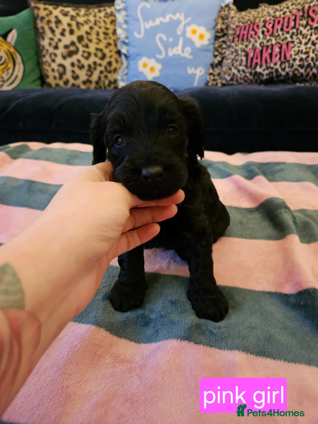 Sproodle dogs for sale: Sproodle puppies  - Advert 4