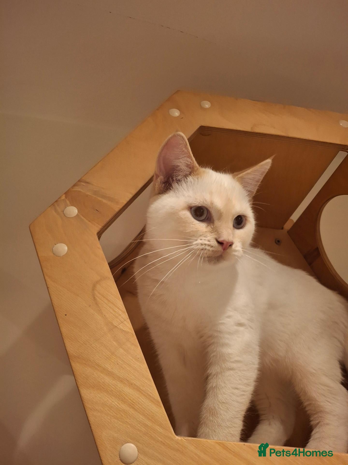 Siberian cats for sale: Ready  Blue-Eyed Boy -neutered - Advert 2