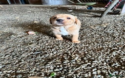 Labrador Retriever dogs for sale: Stunning Fox red labradors - Image 7