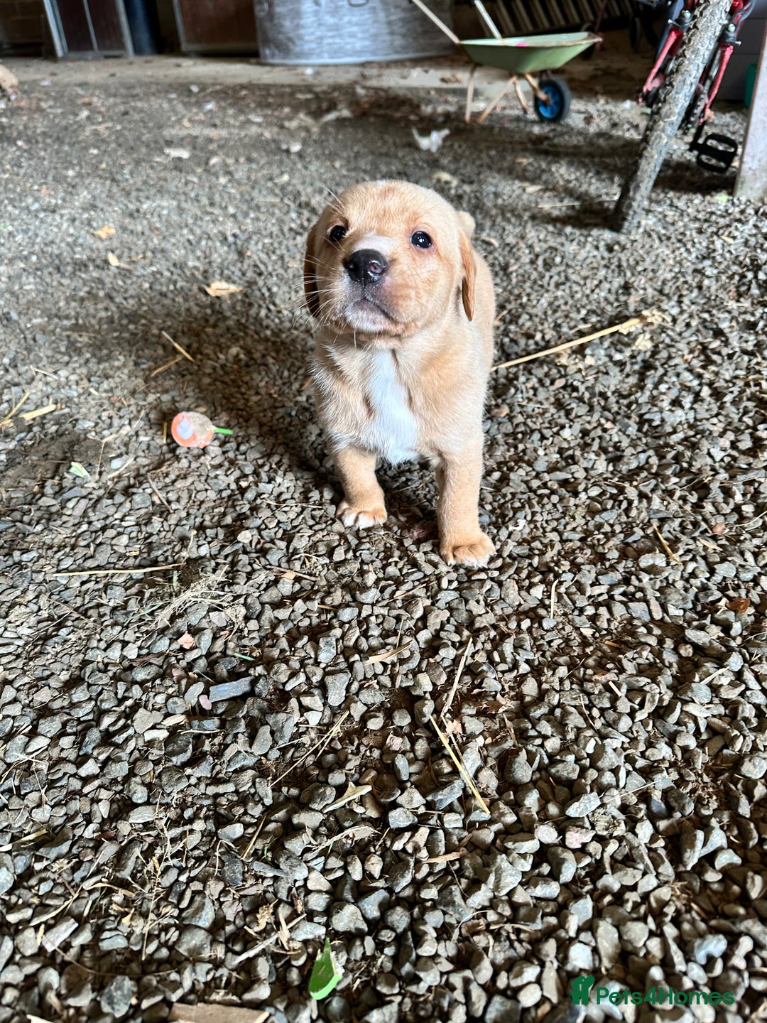 Labrador Retriever dogs for sale: Stunning Fox red labradors - Image 7