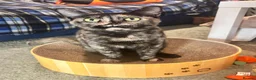 Arabian Mau cats for sale: Stunning Arabian Maus for adoption! - Advert 2