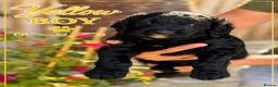 Goldendoodle dogs for sale: Outstanding F1 Standard Goldendoodle Puppies Large - Advert 21